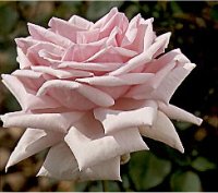 LA PREMIERE ROSE